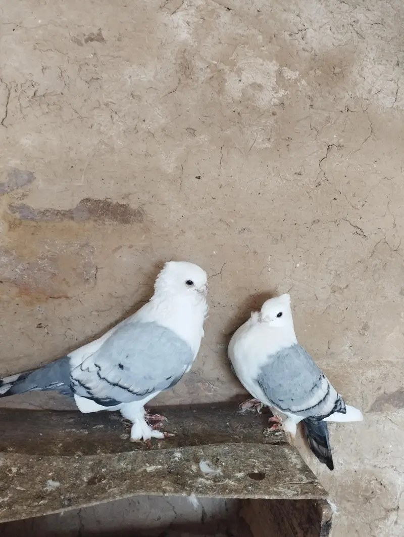 Sentient pigeons — photo 2