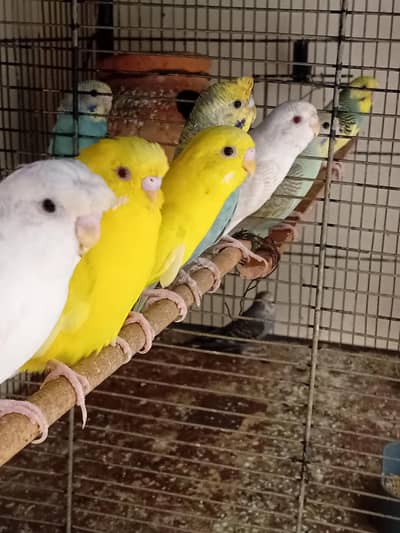 BREEDER PAIR FOR SALE