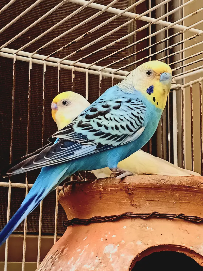 BREEDER PAIR FOR SALE — photo 2
