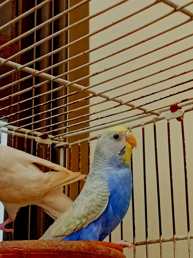 BREEDER PAIR FOR SALE — photo 3