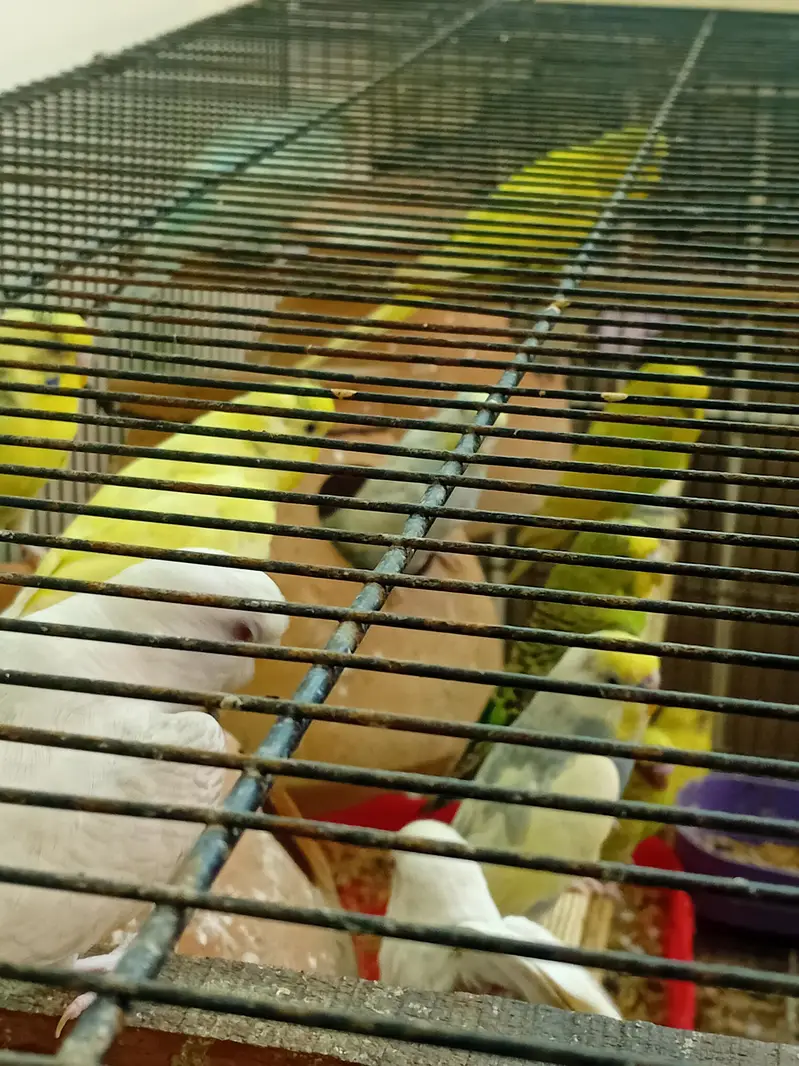 BREEDER PAIR FOR SALE — photo 4