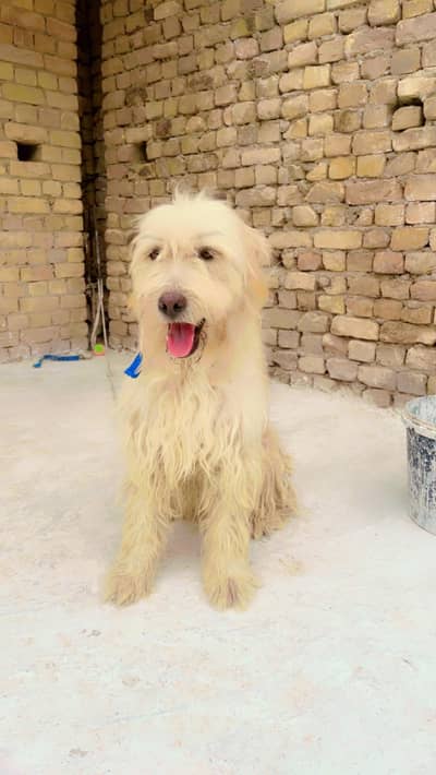 Old English sheepdog