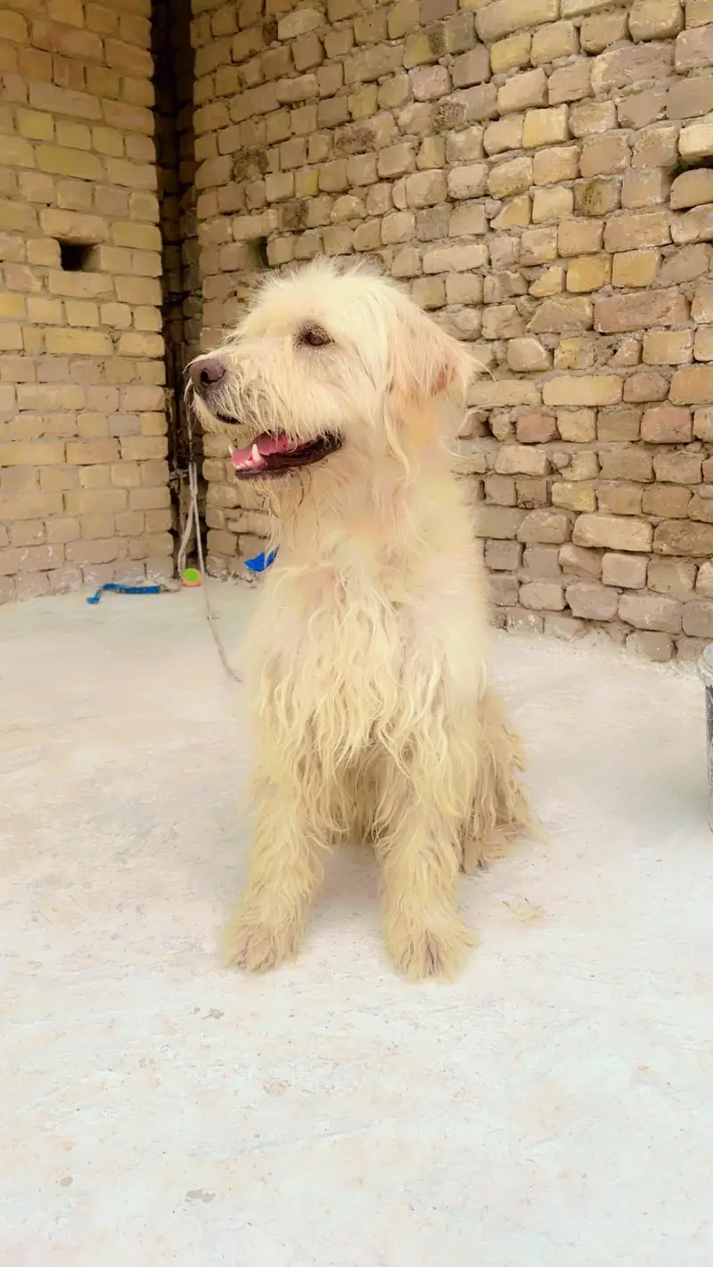Old English sheepdog — photo 2