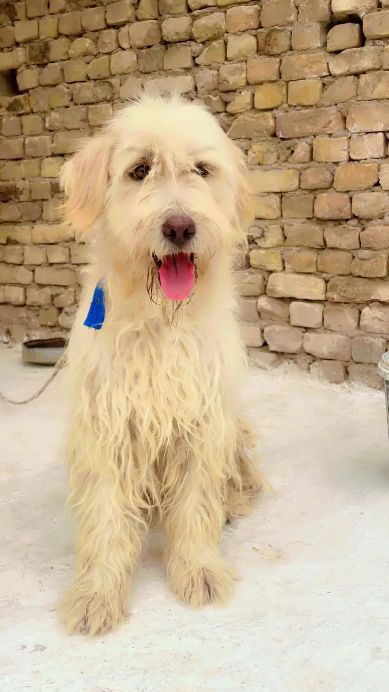 Old English sheepdog — photo 3