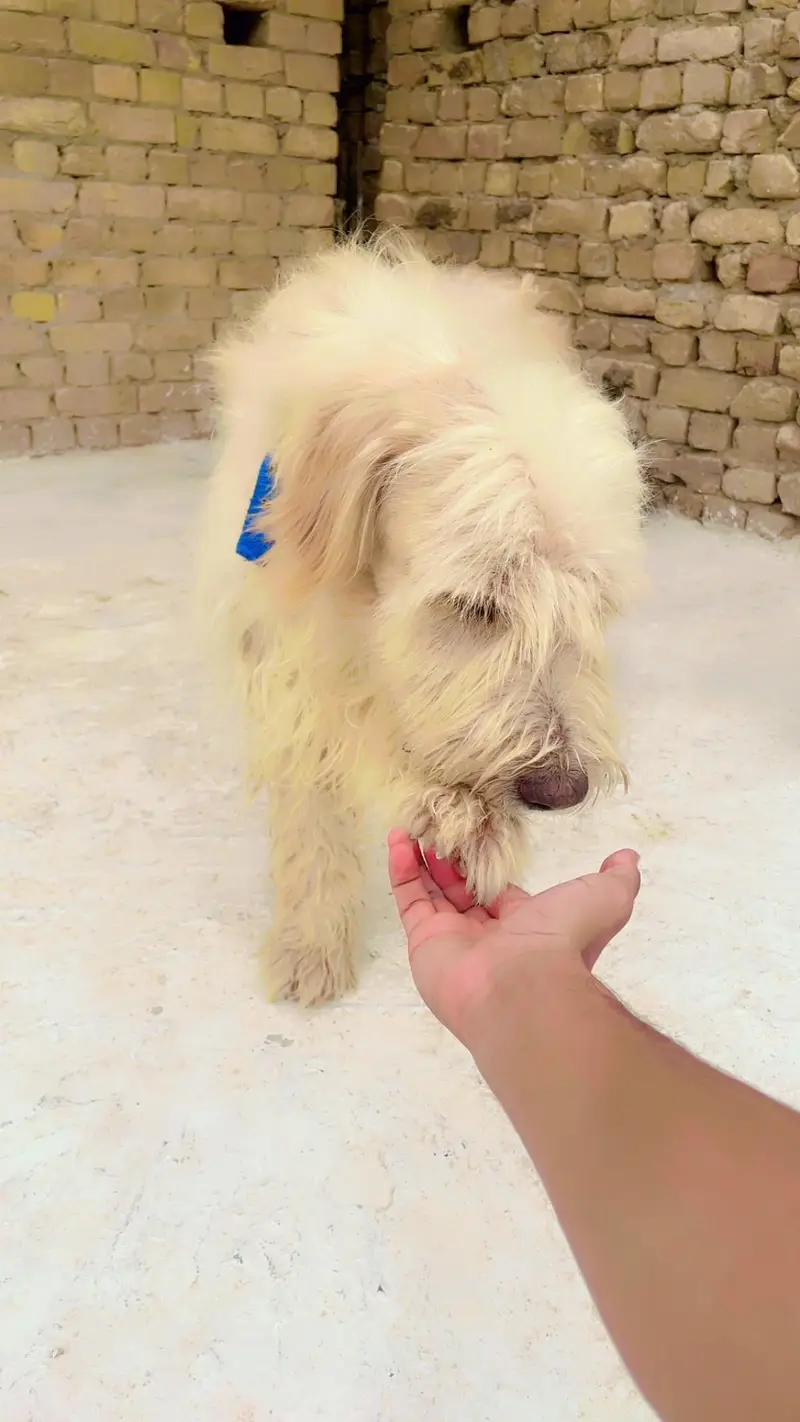 Old English sheepdog — photo 4