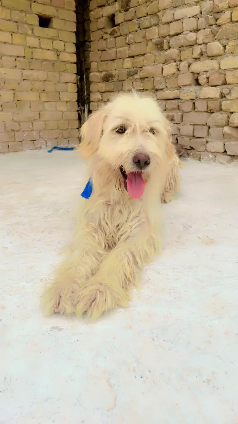 Old English sheepdog — photo 5