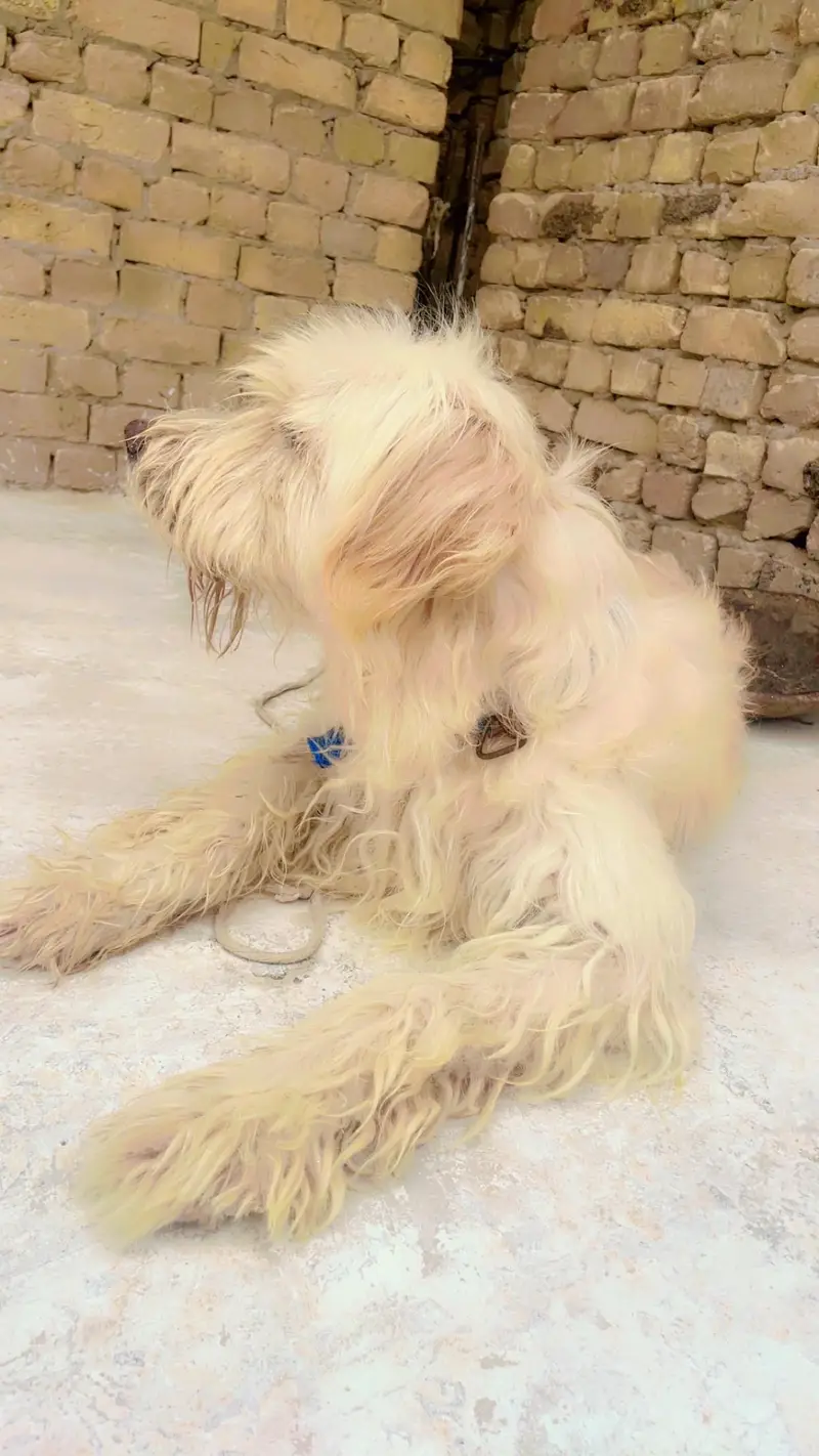 Old English sheepdog — photo 6