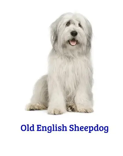 Old English sheepdog — photo 7