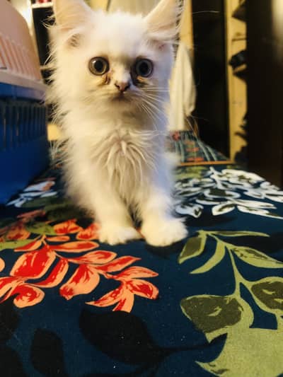 Kittens for sale read description