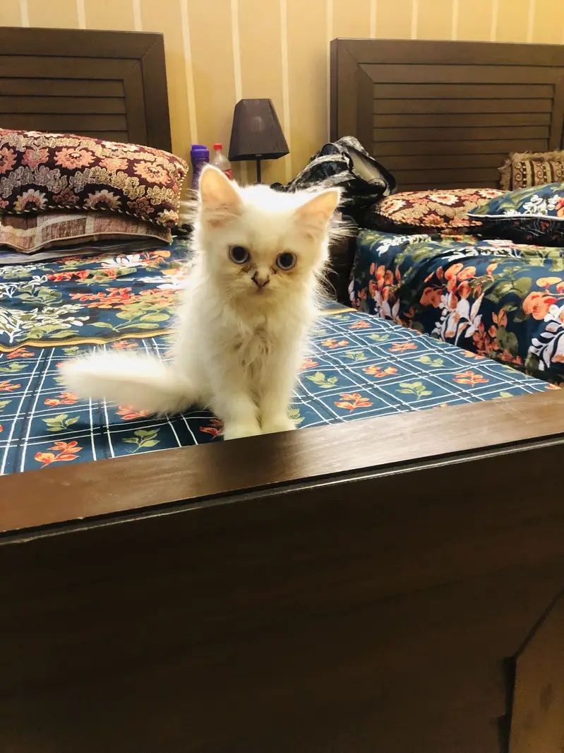 Kittens for sale read description — photo 3