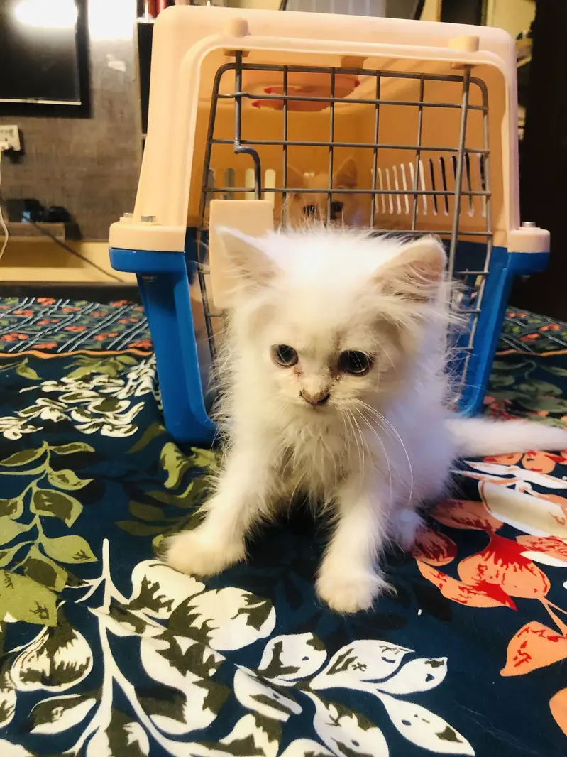 Kittens for sale read description — photo 4