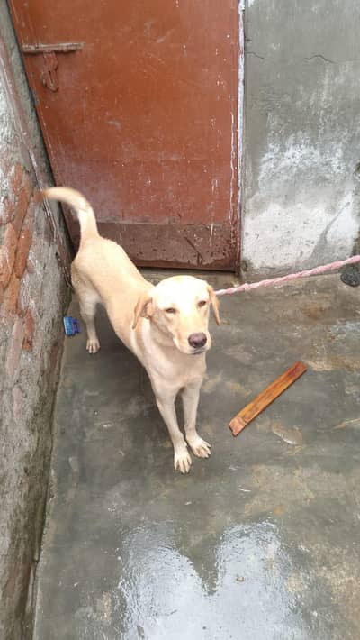 labra male
