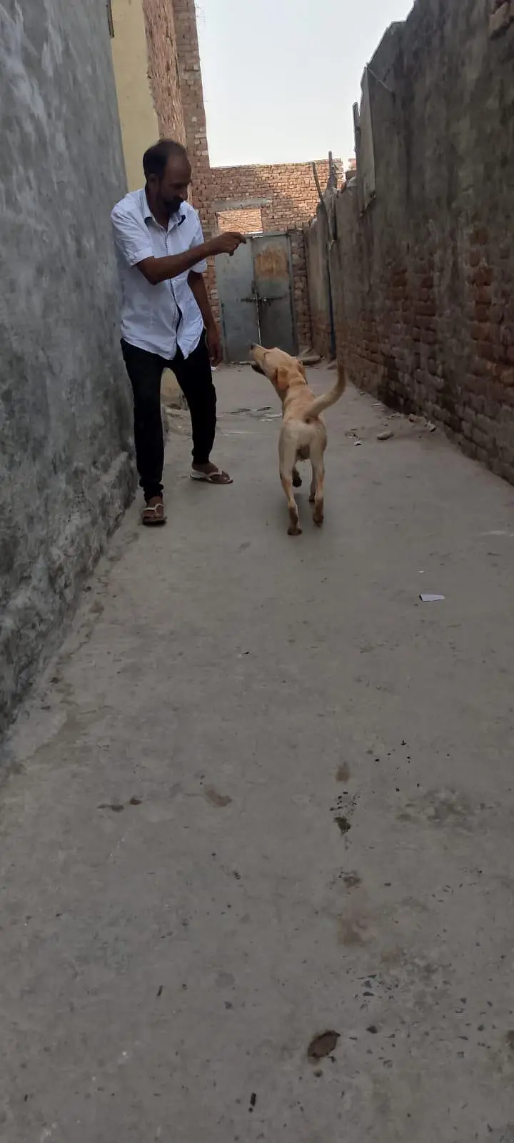 labra male — photo 2