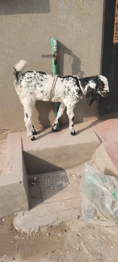 goat for sale