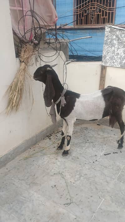 1kamri bakri 2 bachy male female