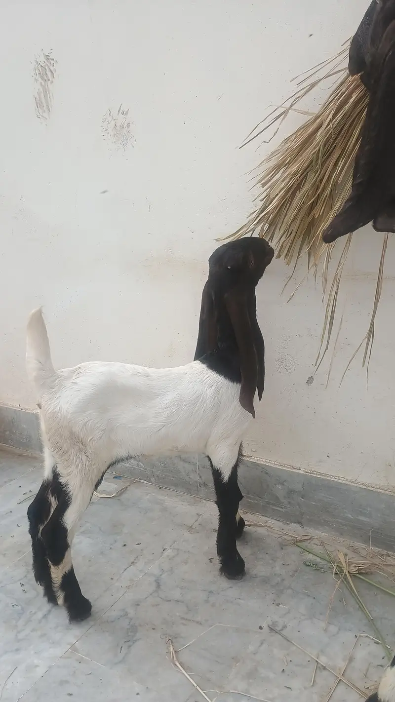 1kamri bakri 2 bachy male female — photo 2