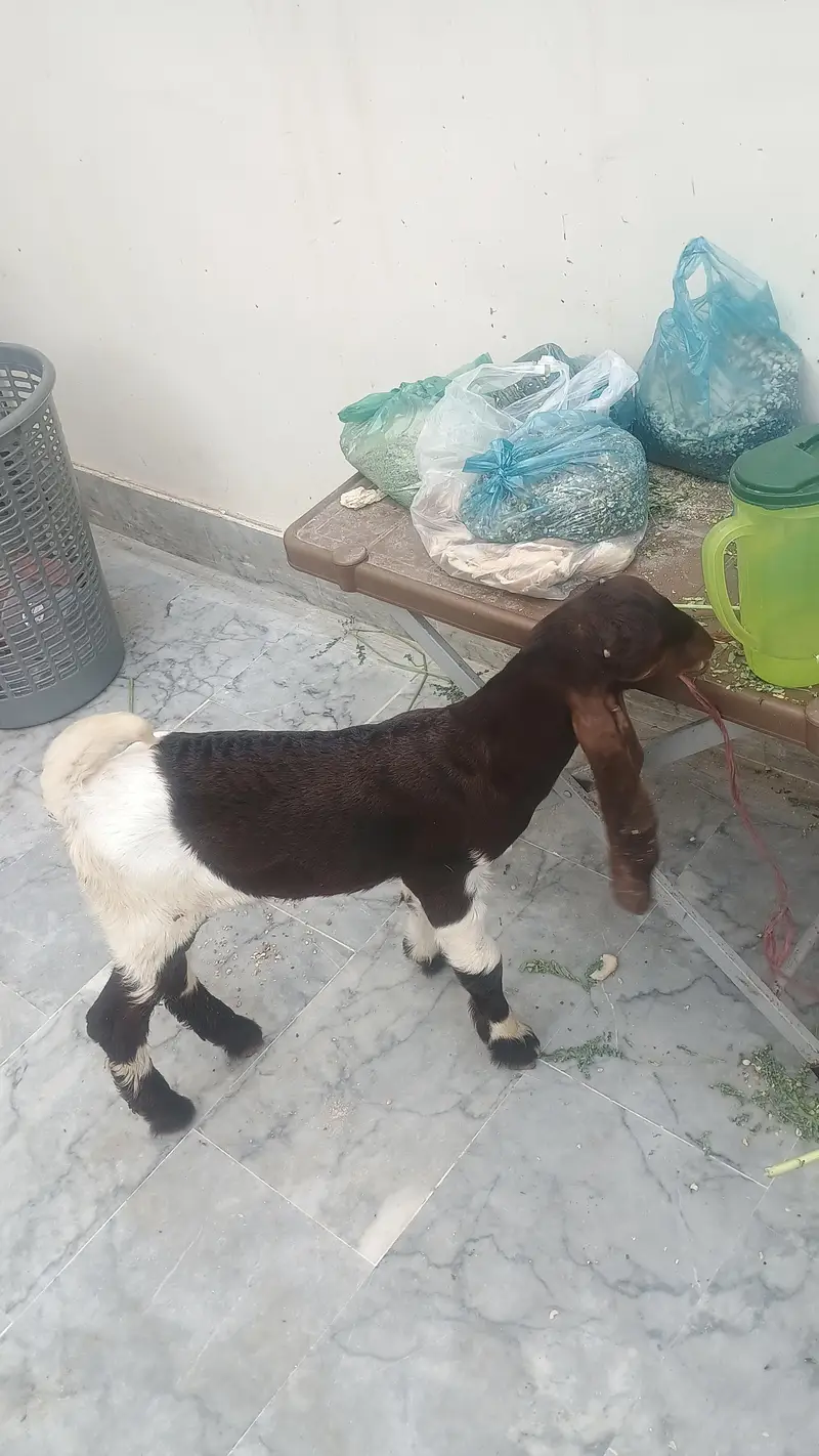 1kamri bakri 2 bachy male female — photo 3