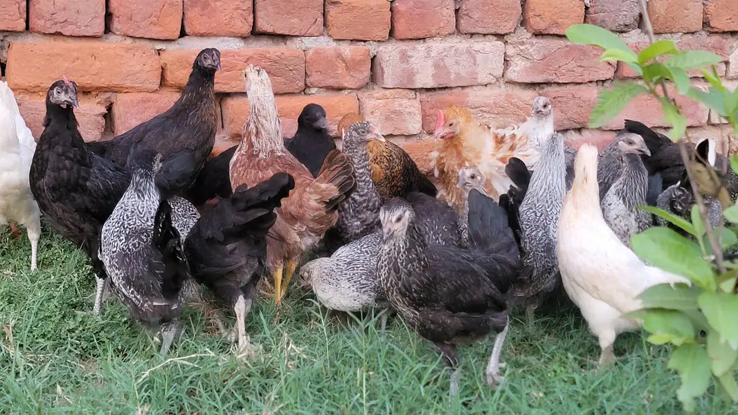 Golden Misri Pathiya Patha Mix Available Vaccine complete — photo 2