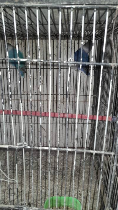 lovebirds for sale