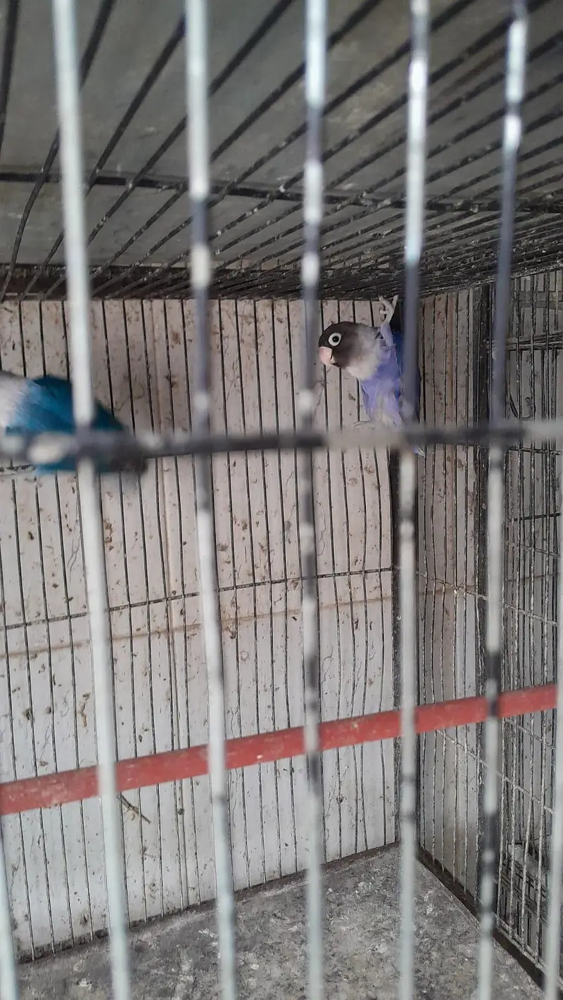 lovebirds for sale — photo 2
