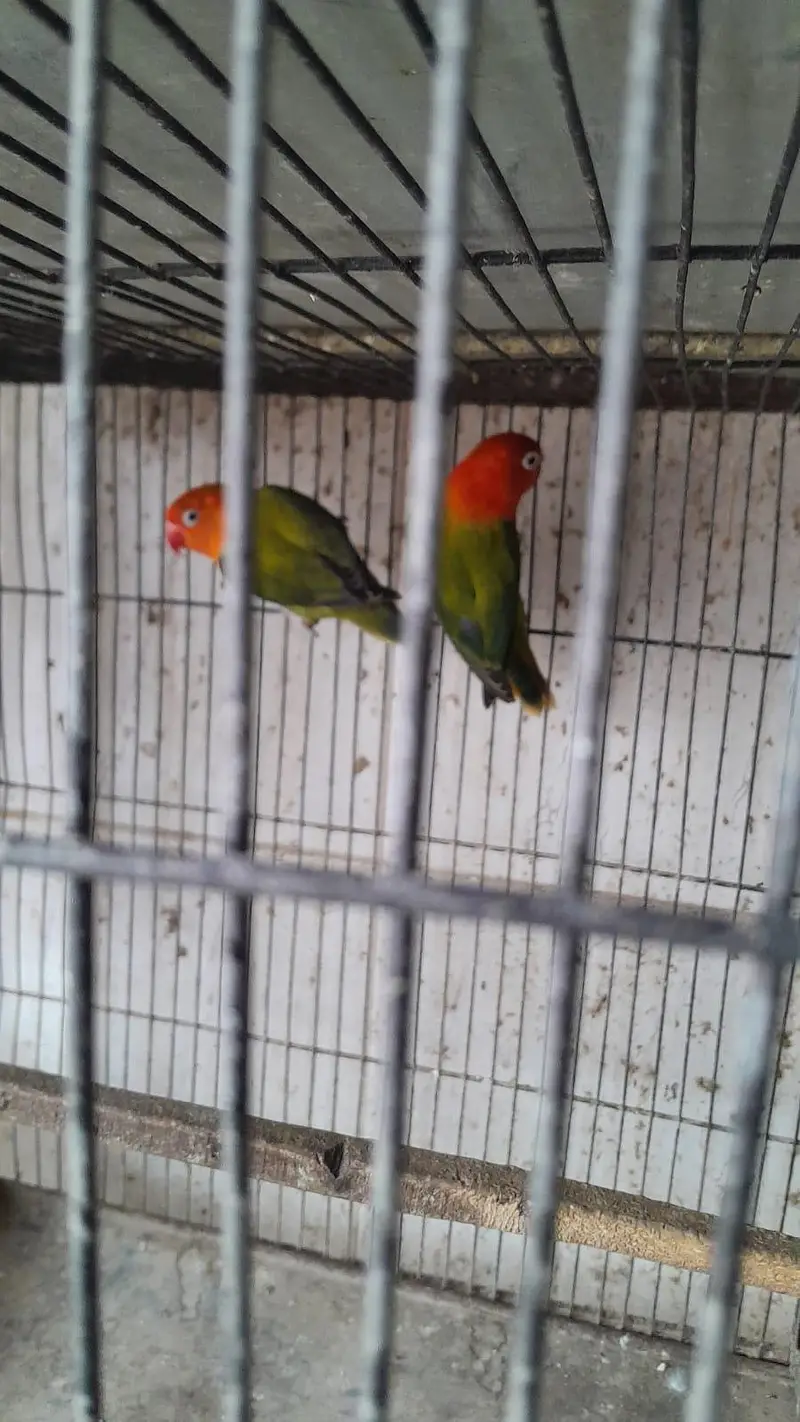 lovebirds for sale — photo 3