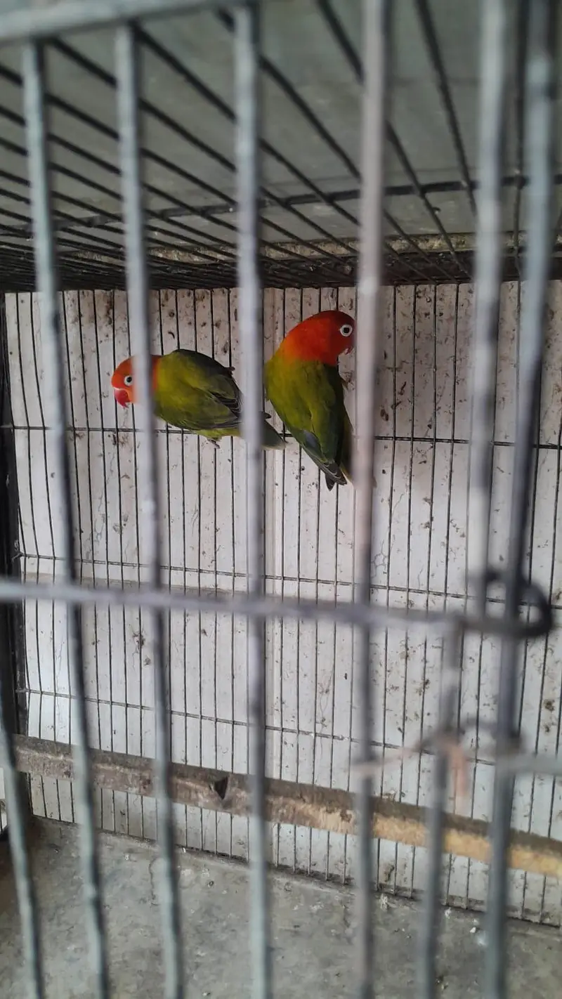 lovebirds for sale — photo 4