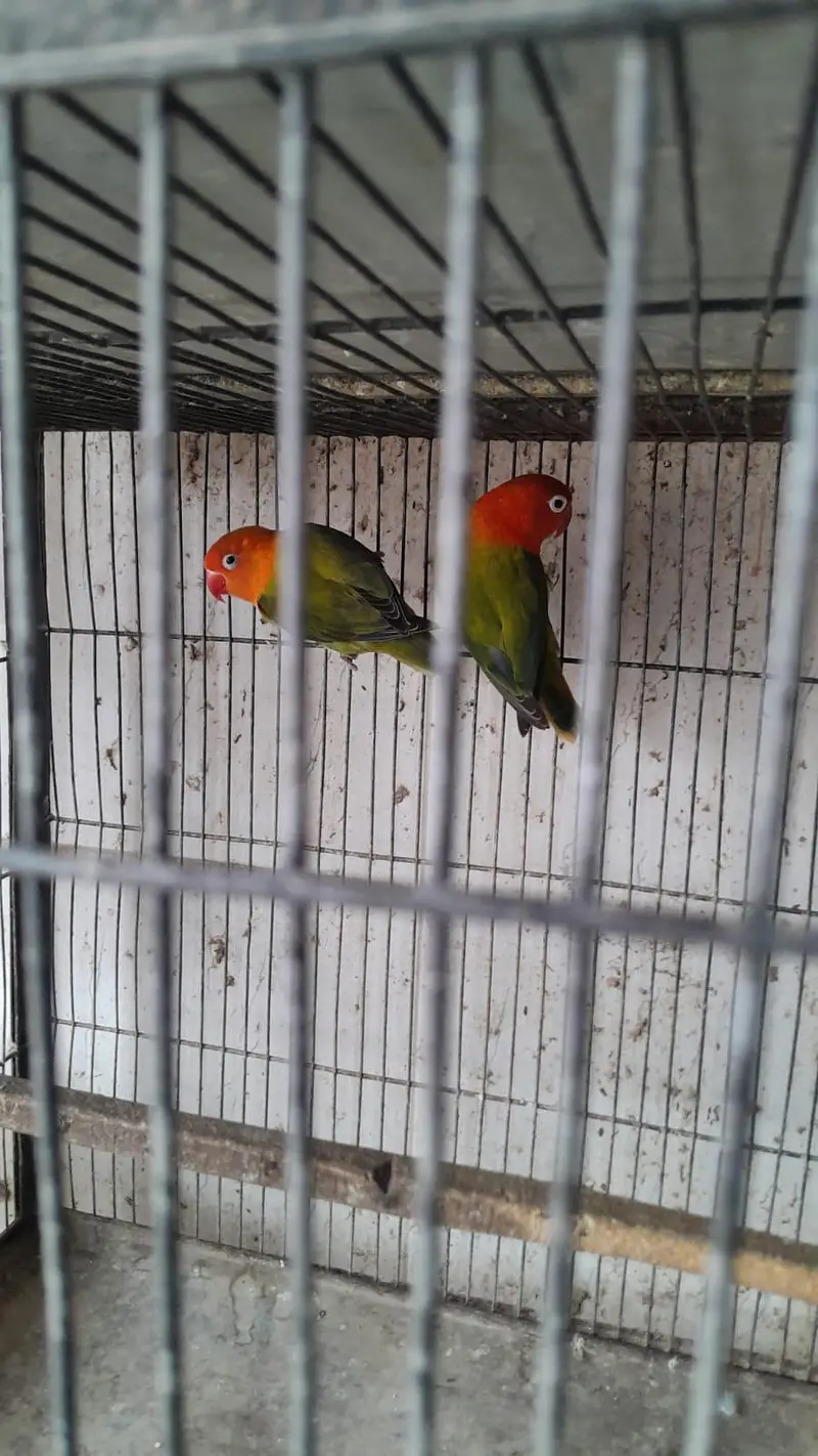 lovebirds for sale — photo 5