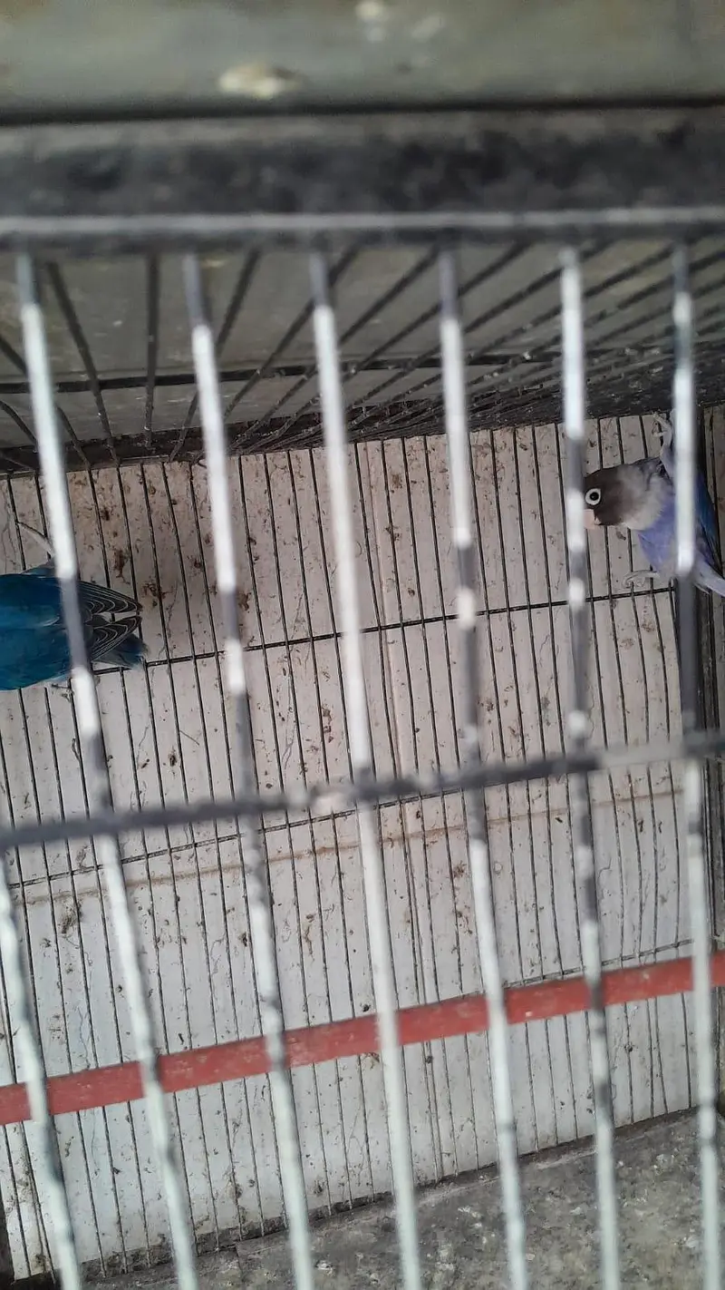 lovebirds for sale — photo 6