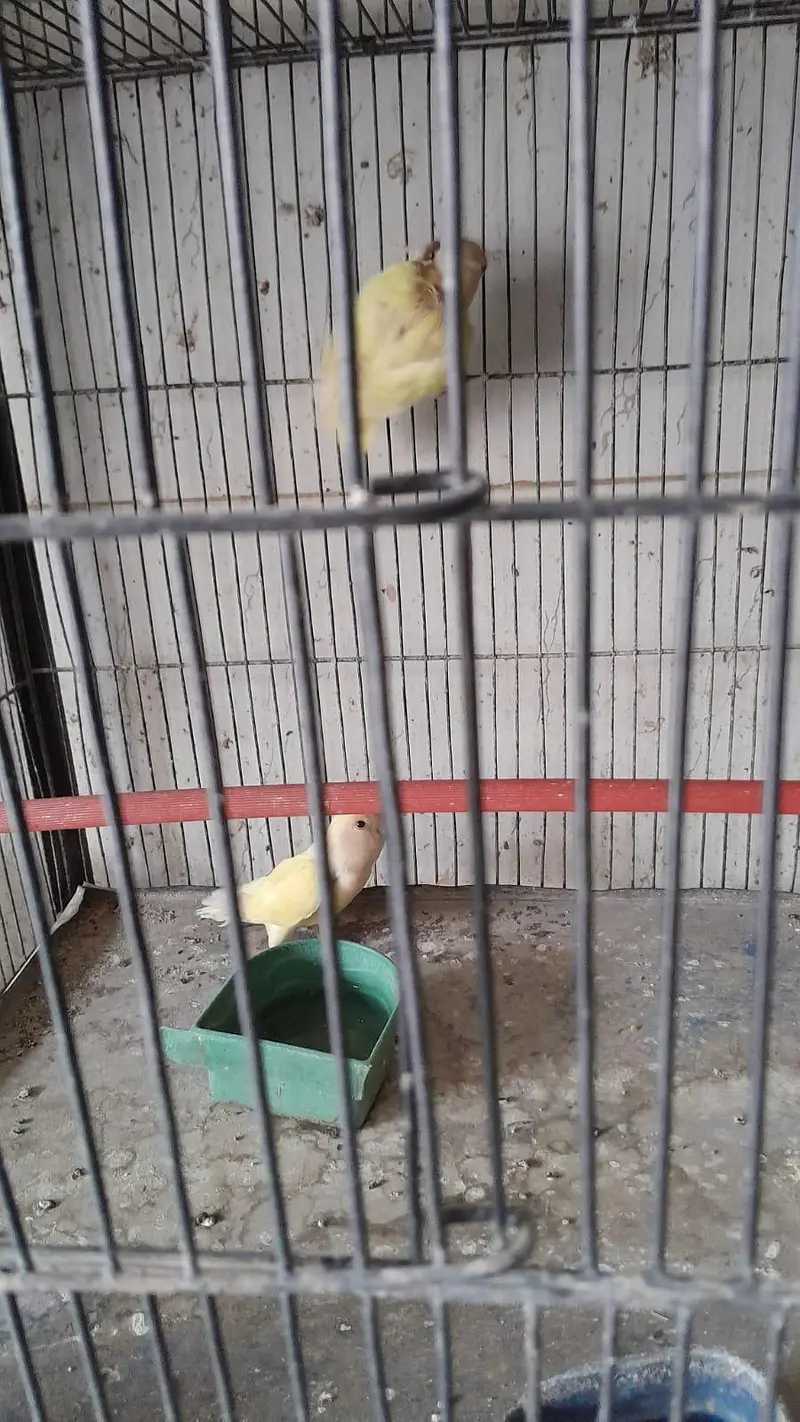 lovebirds for sale — photo 7
