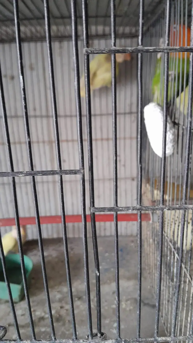 lovebirds for sale — photo 8