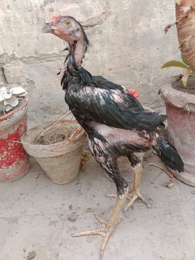 high quality aseel patha for sale 03001670783