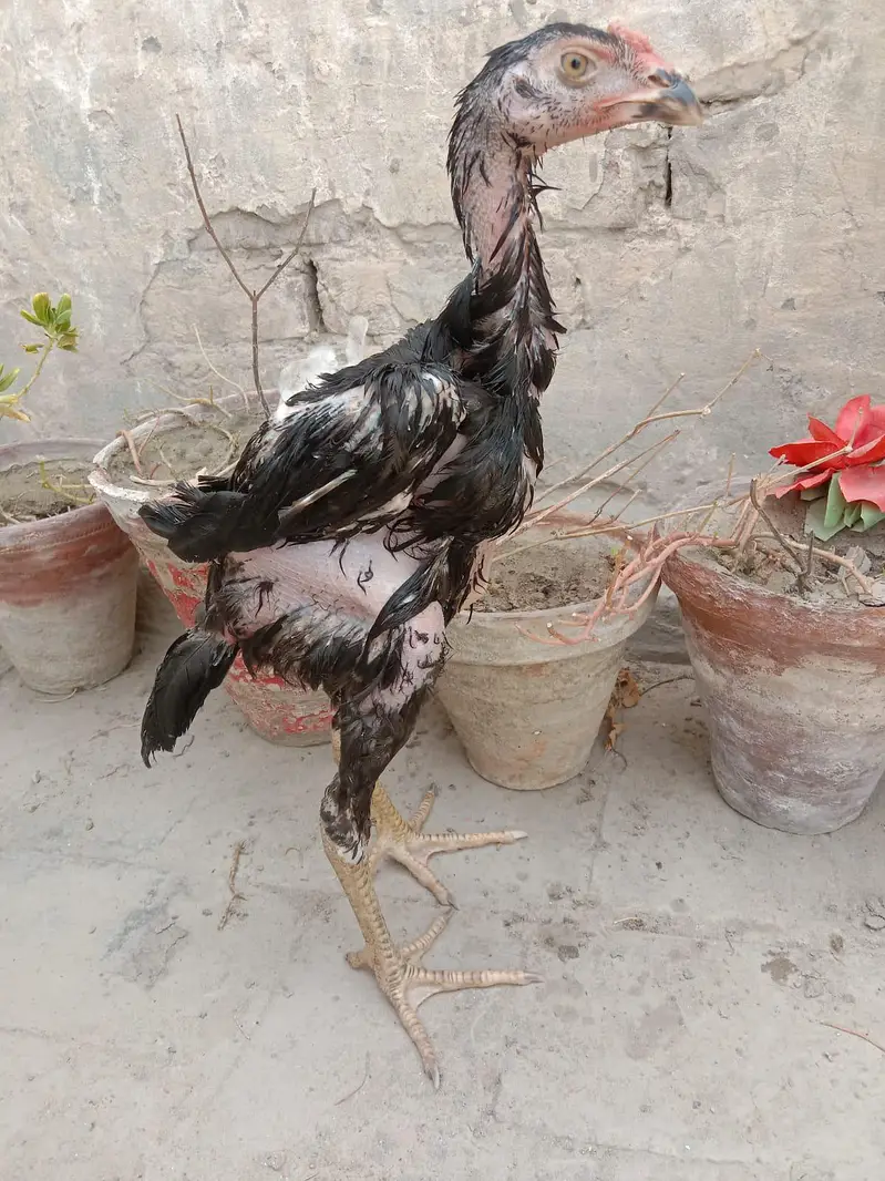 high quality aseel patha for sale 03001670783 — photo 3