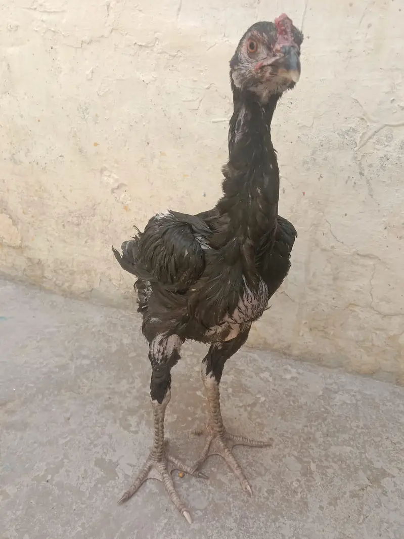 high quality aseel patha for sale 03001670783 — photo 4