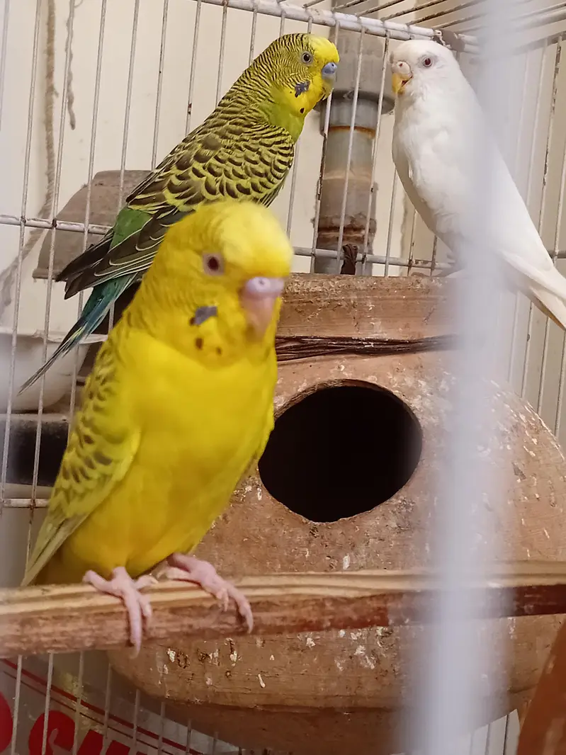 BREEDER PAIR FOR SALE — photo 6