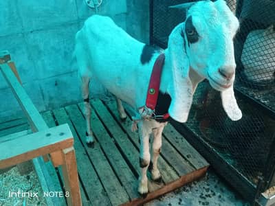 Goat for Aqiqa reasonable price Bakri(female)