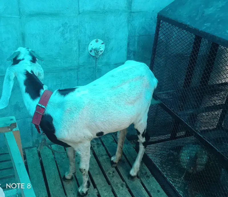 Goat for Aqiqa reasonable price Bakri(female) — photo 2