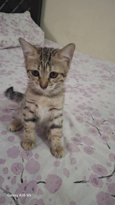 CATS UP FOR  FREE ADOPTION