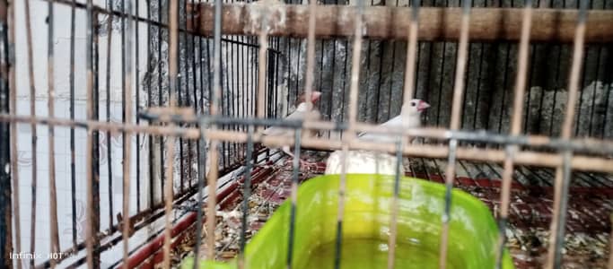 java finches breeder