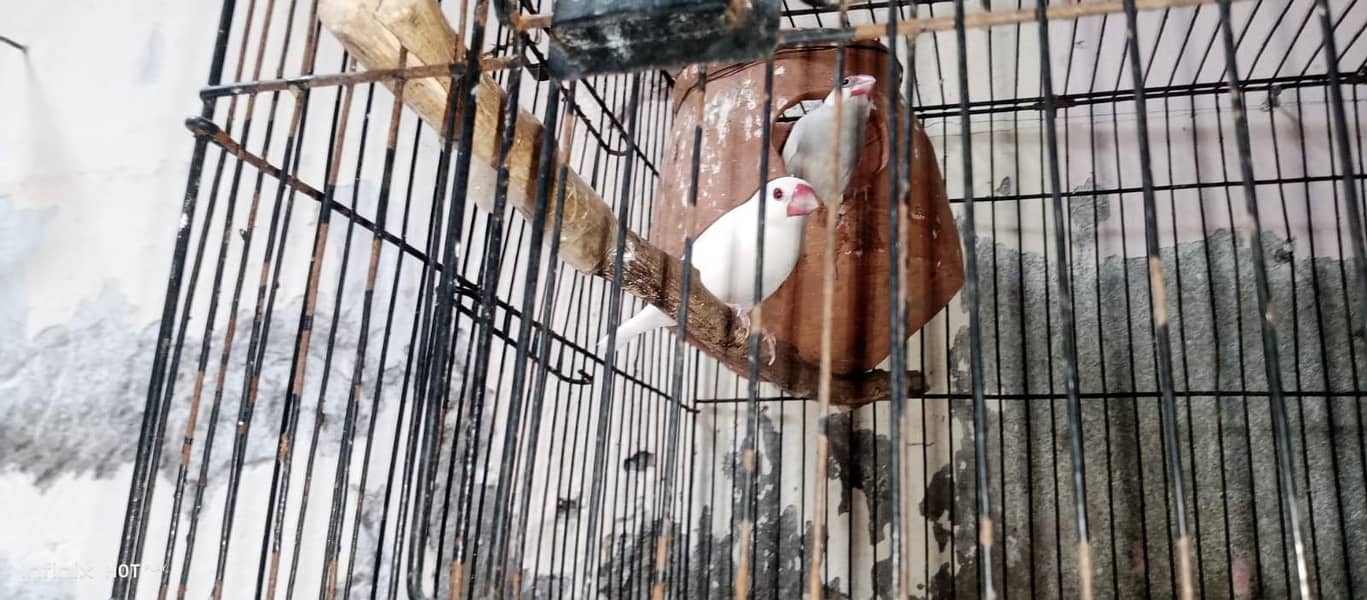 java finches breeder 1