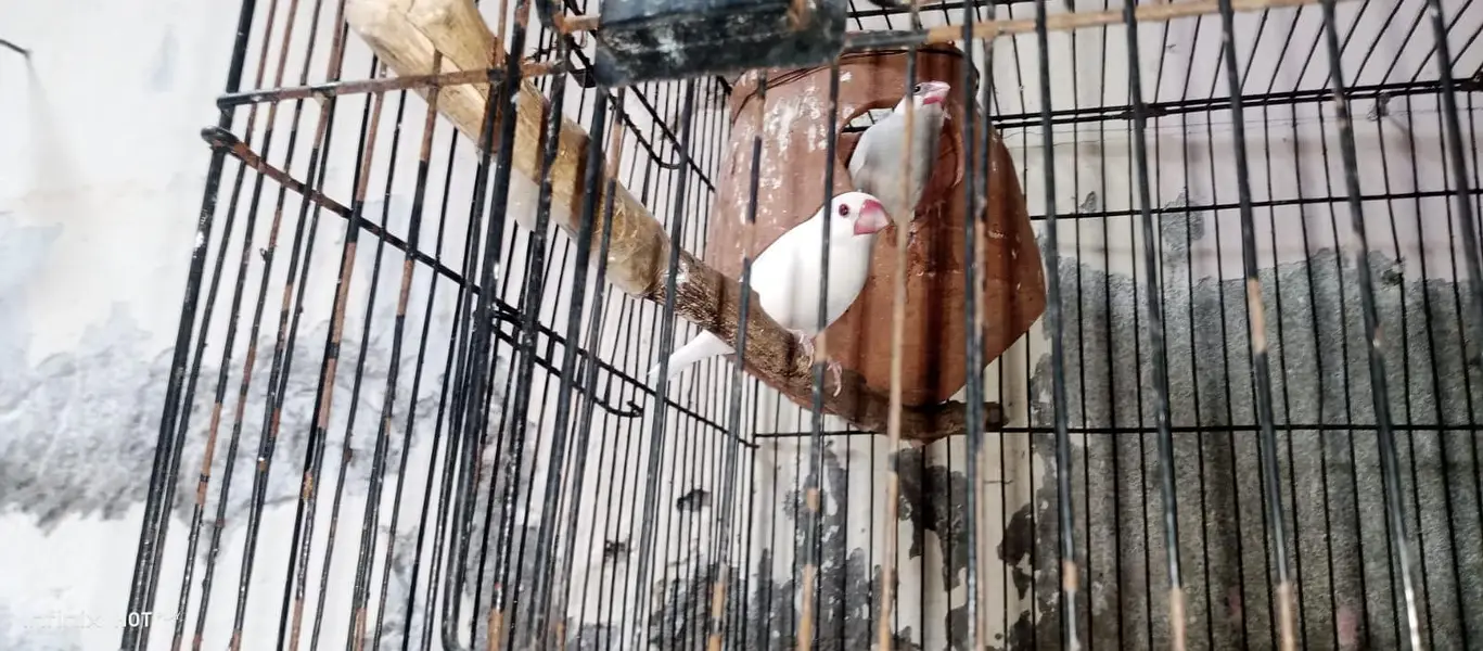 java finches breeder — photo 2