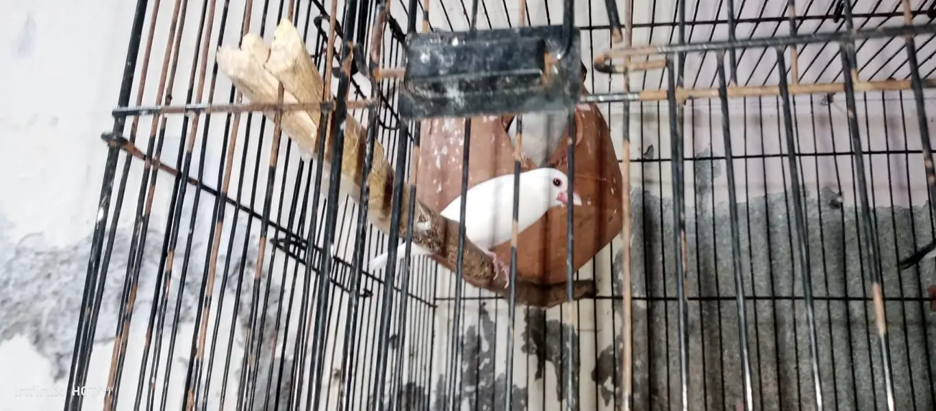 java finches breeder — photo 3