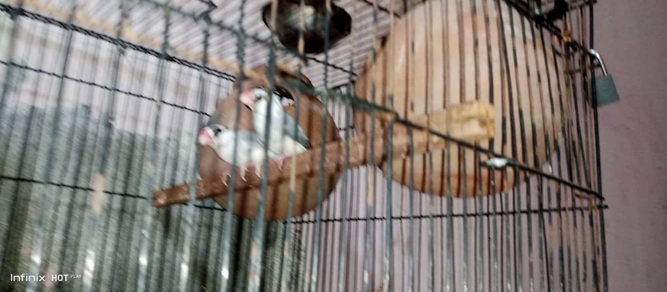 java finches breeder 3