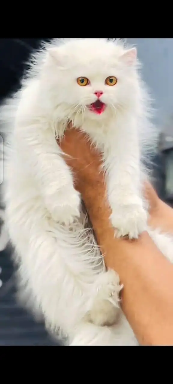 Persian cat  triple coat Punch face vaccinated letter train ha — photo 2