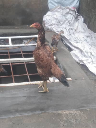 Aseel hen for Sale