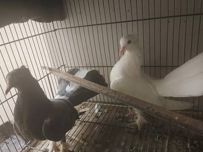 laka kabootar ready to breed pair available for sale