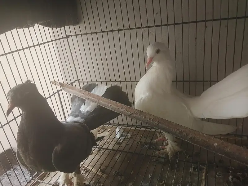 laka kabootar ready to breed pair available for sale