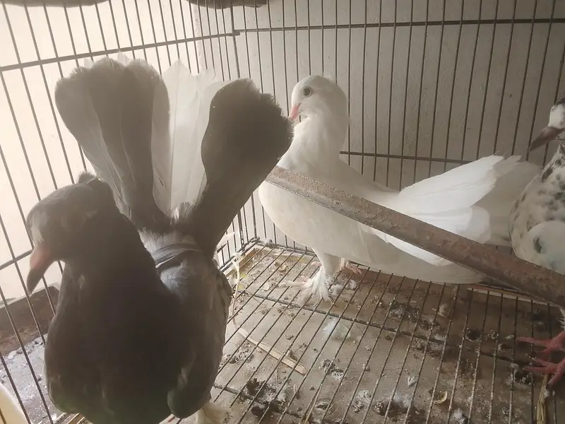 laka kabootar ready to breed pair available for sale — photo 4