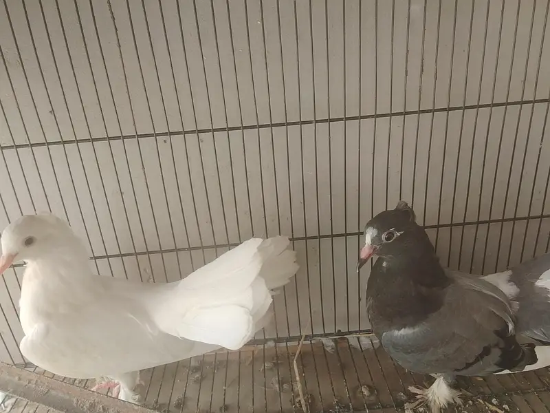 laka kabootar ready to breed pair available for sale — photo 3