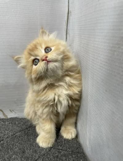 Persian British punch face kitten cat available