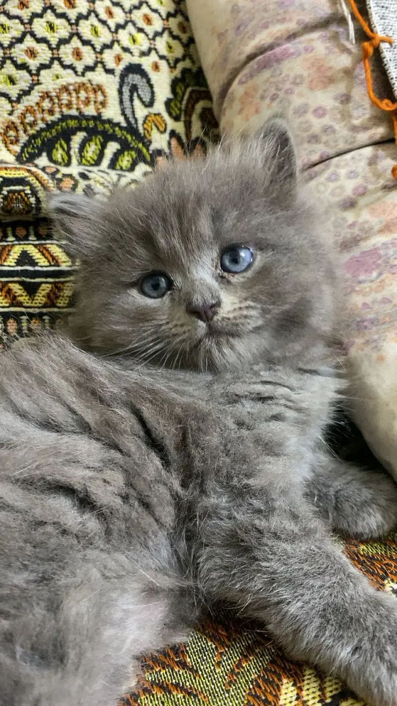 Persian British punch face kitten cat available — photo 8